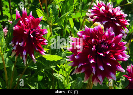 Dæhlie - Dahlia 128 Stockfoto