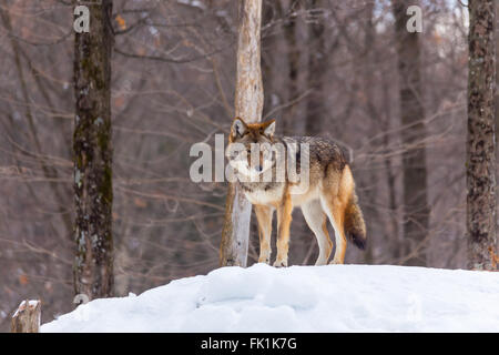 Ein einsamer Coyote in einem Wald im winter Stockfoto