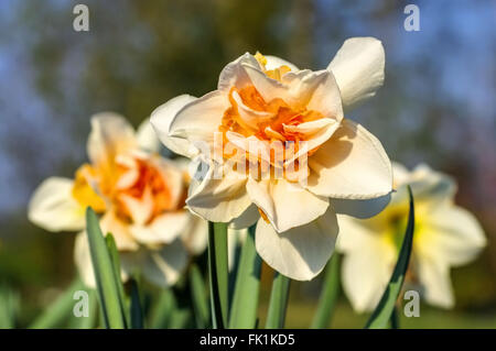 Narzisse der Sorte Orangerie - nennt man der Narzissen Blume Orangerie Stockfoto