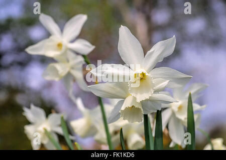 Engelstränen-Narzisse Narzisse Thalia - Narzisse Thalia, eine Vielzahl von wilden Narcissus triandrus Stockfoto