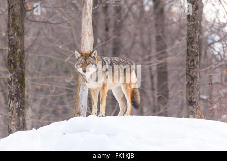 Ein einsamer Coyote in einem Wald im winter Stockfoto