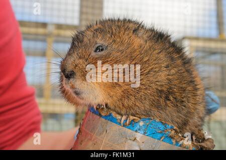 In Gefangenschaft gezüchtet Schermaus (Arvicola Amphibius) auf einen Karton mit einem Gewicht von Rohr in einen Käfig Zucht vor eine UK-Auswilderung. Stockfoto