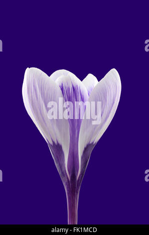 Lila und weiß gestreifte Krokus Blume Vielfalt 'Pickwick'. Stockfoto
