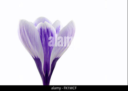 Lila und weiß gestreifte Krokus Blume Vielfalt 'Pickwick'. Stockfoto