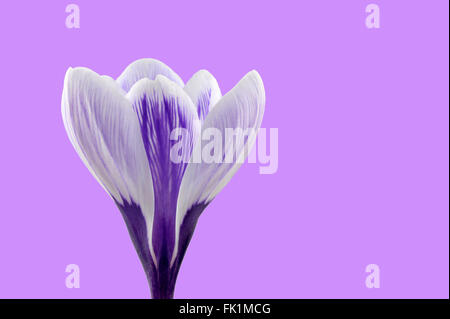 Lila und weiß gestreifte Krokus Blume Vielfalt 'Pickwick'. Stockfoto