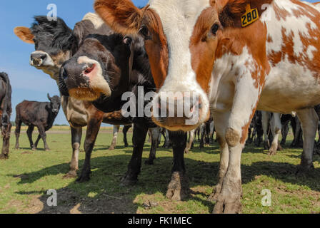 Neugierige Kühe Nahaufnahme. Stockfoto