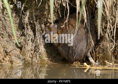 Schermaus (Arvicola Amphibius), mit seinen Zähnen um zu bohren sich in das Ufer eines Flusses, in der Nähe von Bude, Cornwall, UK Stockfoto