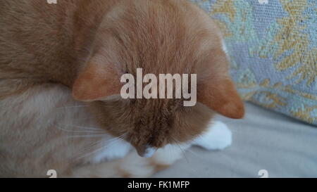 Erhöhte Ansicht der Katzenkopf Stockfoto