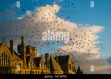 Aberystwyth Wales UK, Samstag, 5. März 2016 UK Wetter: Hunderte von Staren, Teil einer größeren Roost Zehntausende Vögel, die prächtige gotische Architektur der Aberystwyth University am Meer "Old College" Building Foto Kredit im vorbeifliegen: Keith Morris / Alamy Live News Stockfoto