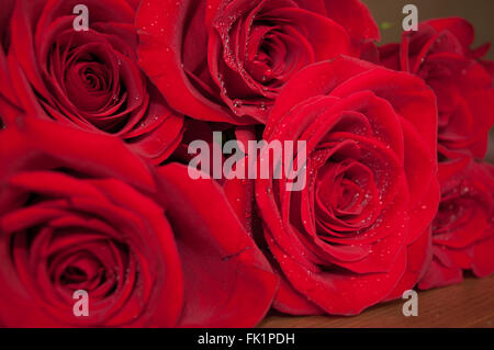 Rote Rosenblüten mit Regen Tropfen Closeup. Rote Rose. Stockfoto