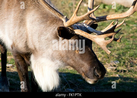 Ein männlicher woodland Caribou. Stockfoto