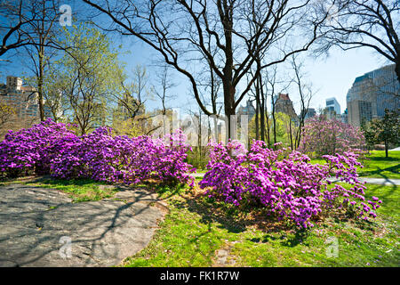 Central Park in Manhattan, New York City. USA. Stockfoto