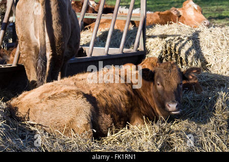 Rinder, die Verlegung im Stroh in der Nähe eines Behälters mit Heu Stockfoto