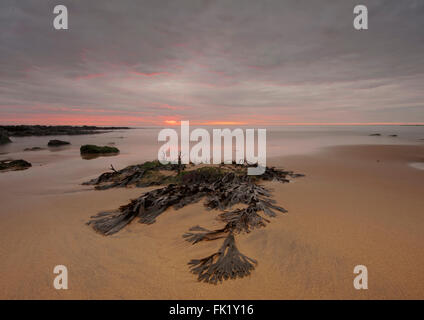 Sonnenaufgang am Strand Stockfoto