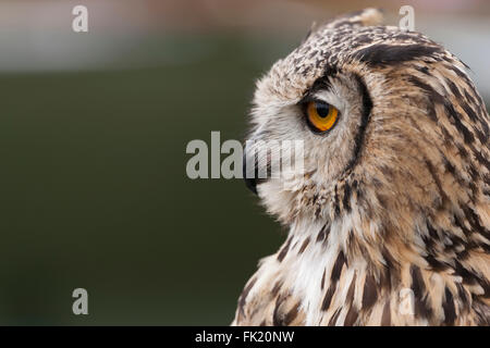 Indischer Uhu Porträt zeigt es hat große Augen und Schnabel gekrümmt. Stockfoto