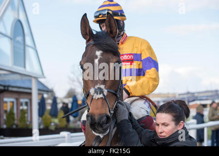 Newbury Racecourse, Berkshire, UK leitet 5. März 2016 Sametegal heraus auf die Strecke vor dem Gewinn der StanJames.com Unterstützung G Stockfoto