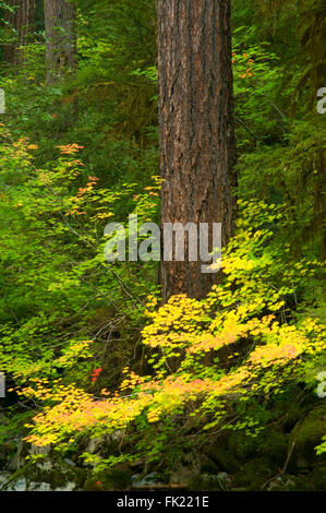 Douglasie Stamm entlang Opal Creek Trail, Opal Creek malerischen Erholungsgebiet, Willamette National Forest, Oregon Stockfoto