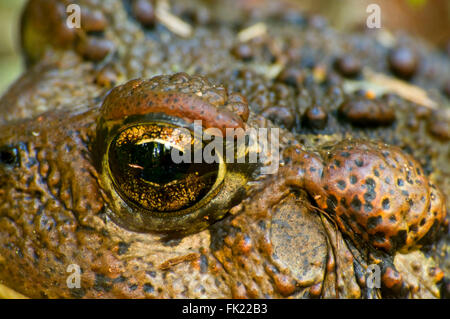 Westliche Kröte (Anaxyrus Boreas), Mt Jefferson Wildnis, Willamette National Forest, Oregon Stockfoto