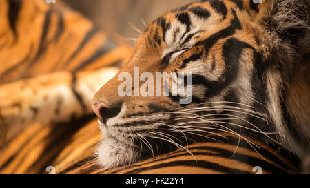 Bengal-Tiger (Panthera Tigris) auf ein anderes schlafen Stockfoto