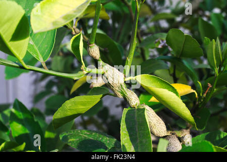 Gall Wasp Schaden auf dem Ast eines Baumes Garten Zitrone. Stockfoto