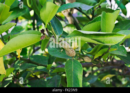 Gall Wasp Schaden auf dem Ast eines Zitronenbaums. Stockfoto