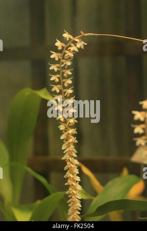 Dendrochilum Cobbianum, eine Orchidee stammt aus den Philippinen Stockfoto