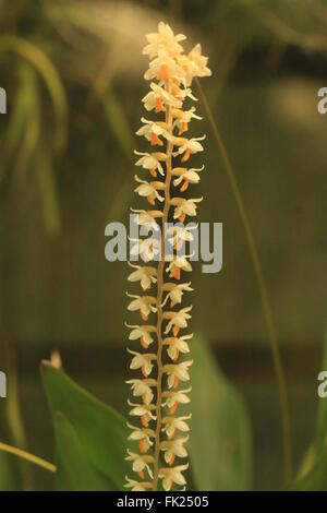 Dendrochilum Cobbianum, eine Orchidee stammt aus den Philippinen Stockfoto