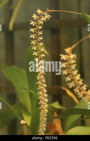 Dendrochilum Cobbianum, eine Orchidee stammt aus den Philippinen Stockfoto