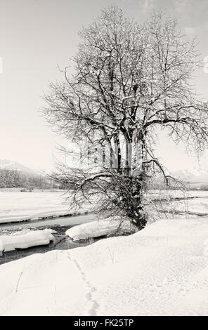Tierspuren im Schnee führt die Chilkat River in der Nähe von Haines Alaska mit einem alten Pappel Baum in schwarz und weiß. Stockfoto