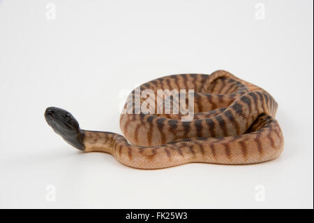 Black-Headed Python (Schwarzkopfpythons Melanocephalus) auf weißem Hintergrund Stockfoto