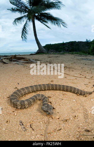 Tod-Kreuzotter (Acanthophis Antarcticus) am Sandstrand Stockfoto