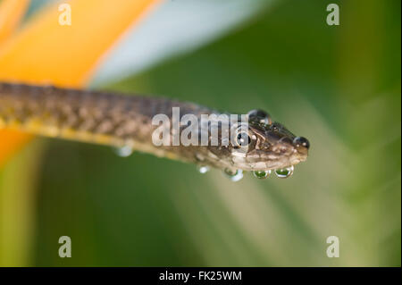 Gemeinsamen Baumschlange auf einer gelben Heliconia Blume (Dendrelaphis Punctulata) nass vom Regen Stockfoto