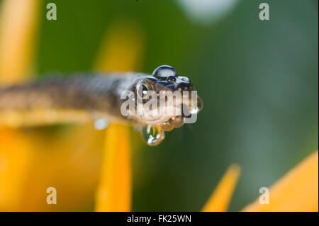 Gemeinsamen Baumschlange auf einer gelben Heliconia Blume (Dendrelaphis Punctulata) nass vom Regen Stockfoto