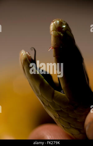 Guido Westhoff öffnet sich der Mund eines frischen Road Kill King Brown oder Mulga (Pseudechis Australis) zeigen die Zähne dieser hoch Stockfoto