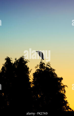 Ardea Cinerea. Graureiher stehen auf der Spitze einer großen Tanne in der Morgendämmerung. Silhouette. UK Stockfoto