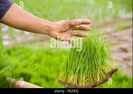 Philippinische Bauer sammelt Reis Sämlinge, bereit für die Bepflanzung. Stockfoto