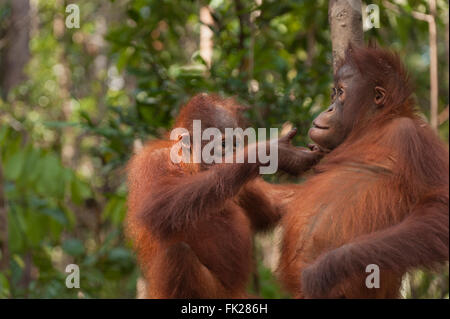 Bornean Orang-Utans (Pongo Pygmaeus Wurmbii) - Jugendliche Stockfoto