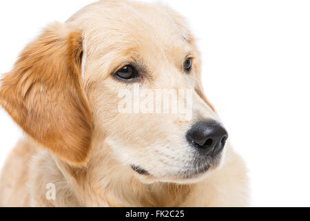 Junge Beautiul golden Retriever Hund Stockfoto