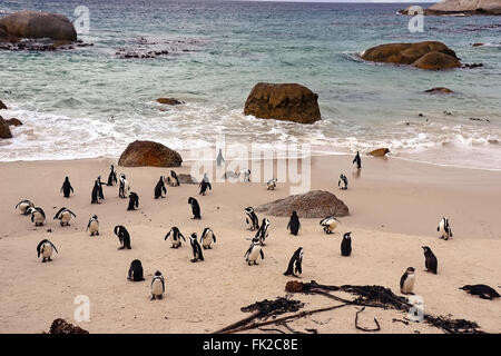 Pinguine am Strand, Simons Town, Südafrika Stockfoto