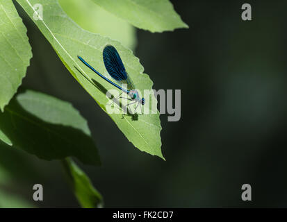 Blaue Libelle sitzt auf einem Blatt. Stockfoto