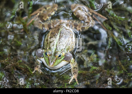 Grüner Frosch im seichten Wasser Stockfoto