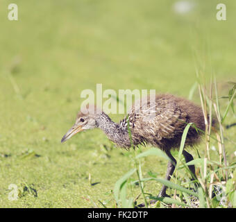 Limpkin Küken in Florida Wetlands Stockfoto