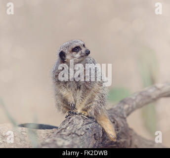 Erdmännchen auf einem Ast Stockfoto