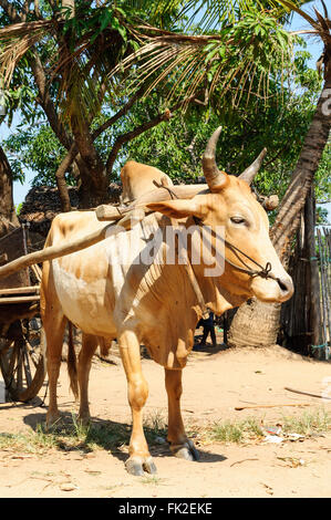 BOS Taurus Indicus: Ein Zebu-zog cart Stockfoto