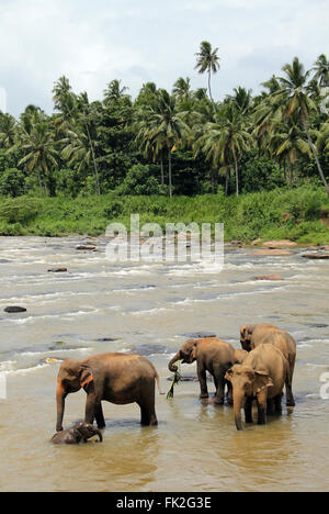 Lankesian Elefanten (Elephas Maximus Maximus) im Ma Oya Fluss stehen. Pinnawela, Sri Lanka Stockfoto