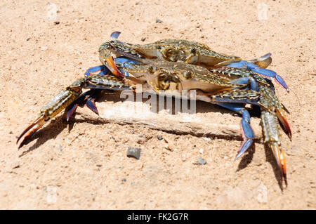 Callinectes Sapidus: Zwei blaue Schlammkrabben im sand Stockfoto