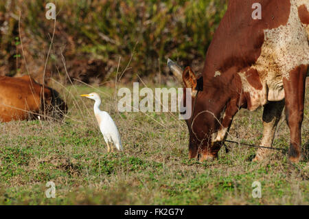 Ardea Alba und Bos Taurus Indicus: A Silberreiher und ein Zebu auf Nahrungssuche Stockfoto