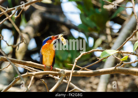 Alcedo Vintsioides: Ein Madagascar King Fisher mit seiner Beute Garnelen Stockfoto