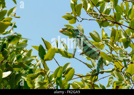 Furcifer Pardalis: ein Pantherchamäleon Fütterung Stockfoto