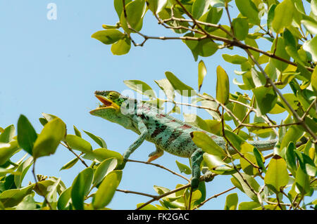 Furcifer Pardalis: ein Pantherchamäleon Fütterung Stockfoto